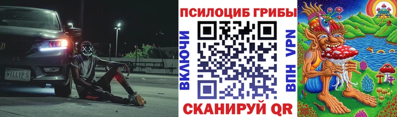 Галлюциногенные грибы Psilocybine cubensis  Курчалой 
